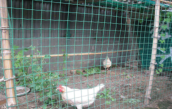 散养鸡场网围栏