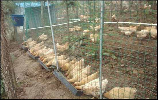 鸡网围栏
